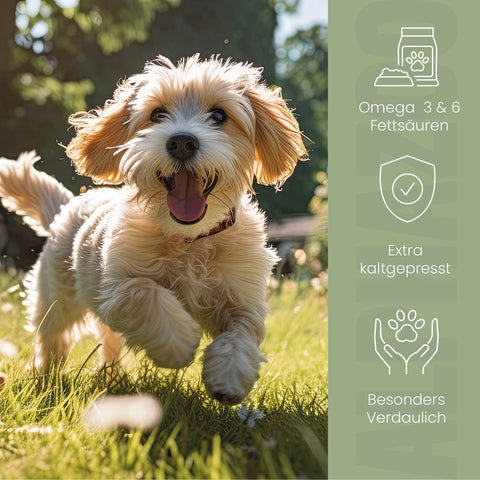 Leinöl für Hunde
