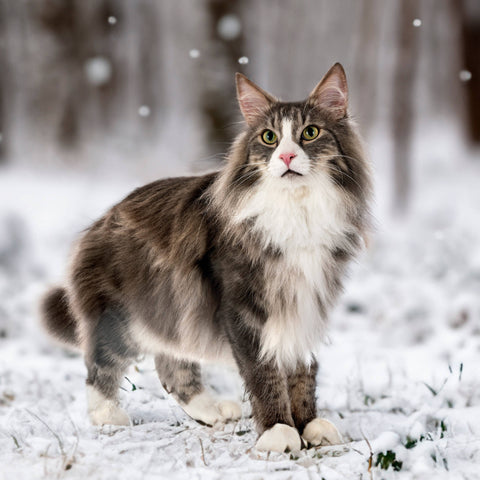 Norwegische Waldkatze