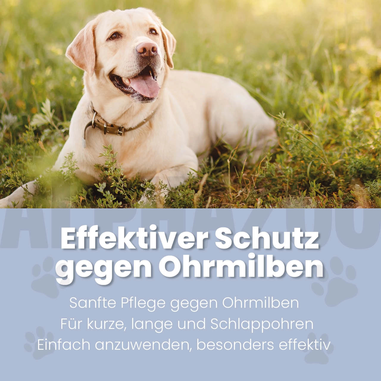 Effektiver Schutz gegen Ohrmilben bei Hunden