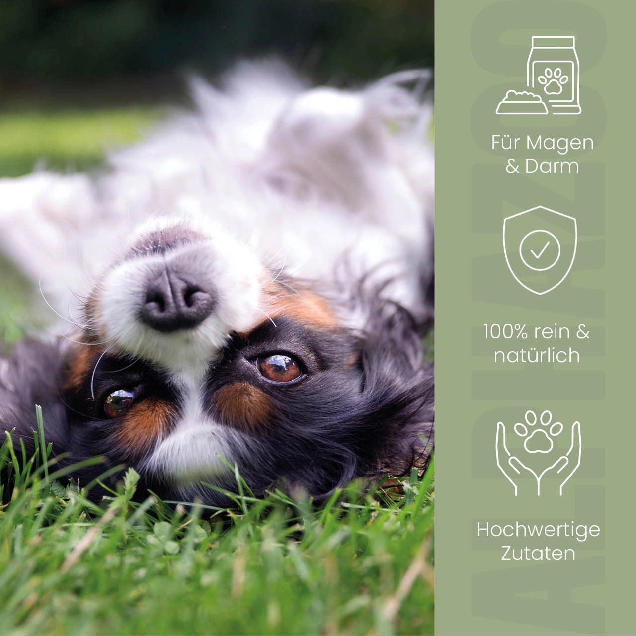 Fart brake food oil for dogs & cats in the stomach intestines and digestion