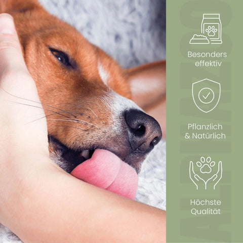 Darmonie Liquid für Hunde 100 ml