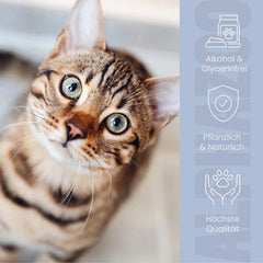 Durchblick Augenpflege für Katzen