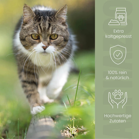 Hemp oil for cats