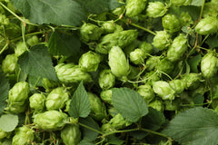 Hopfen