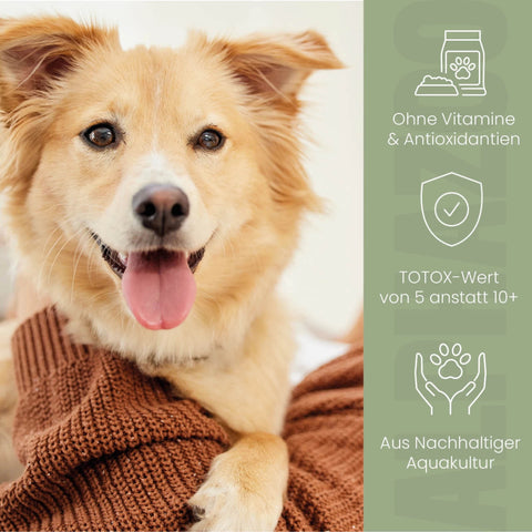Salmon oil for dogs