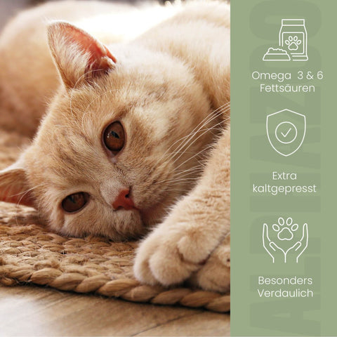 Linseed oil for cats Linseed oil for cats – natural care with Omega-3 & Omega-6