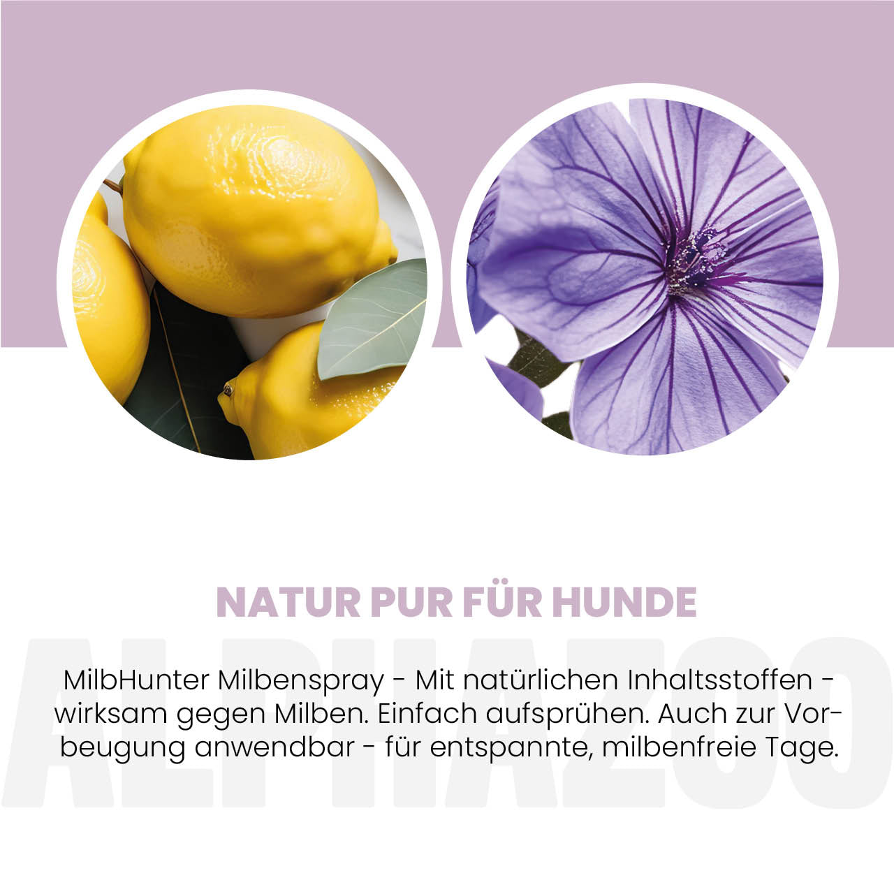 MilbHunter mite spray for dogs I strong anti-mite agent MilbHunter mite spray for dogs with lemon eucalyptus & geraniol – effective protection against mites