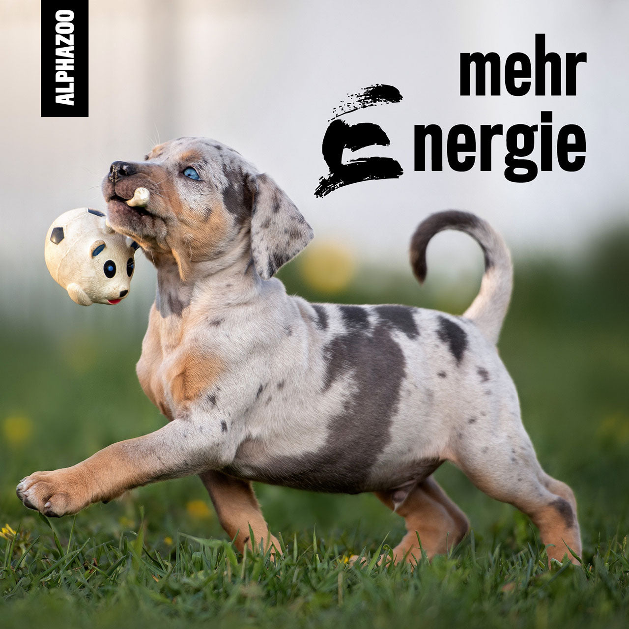 Muntermacher Bachblüten 15g für Hunde & Katzen I Spielfreude & Energie