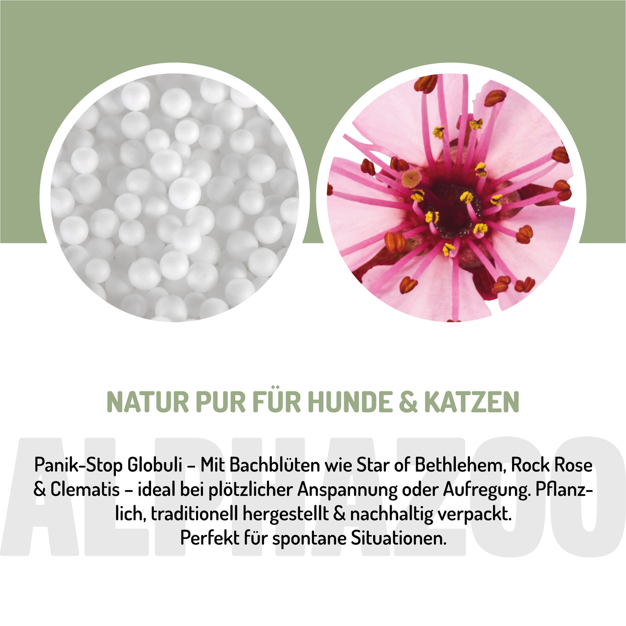 
                      Panik Stop Bachblüten Panik-Stop Bachblüten – sanfte Unterstützung bei Unruhe & Stress
                      