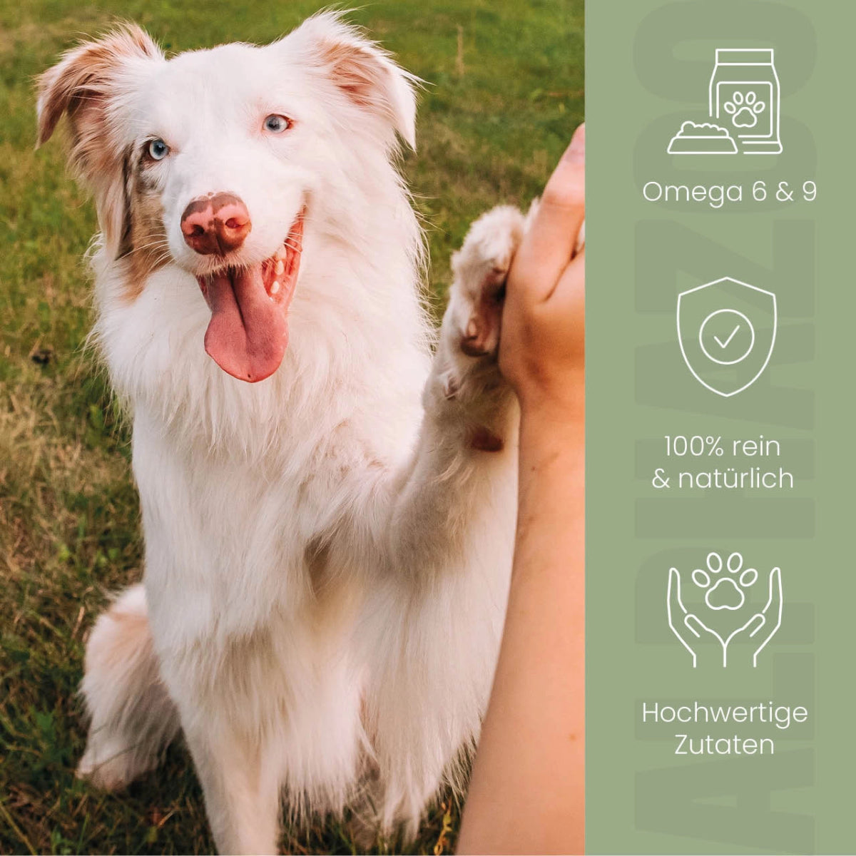 
                      Premium black cumin oil for dogs I real black cumin cold pressed Premium black cumin seed oil for dogs – cold-pressed, rich in fatty acids
                      