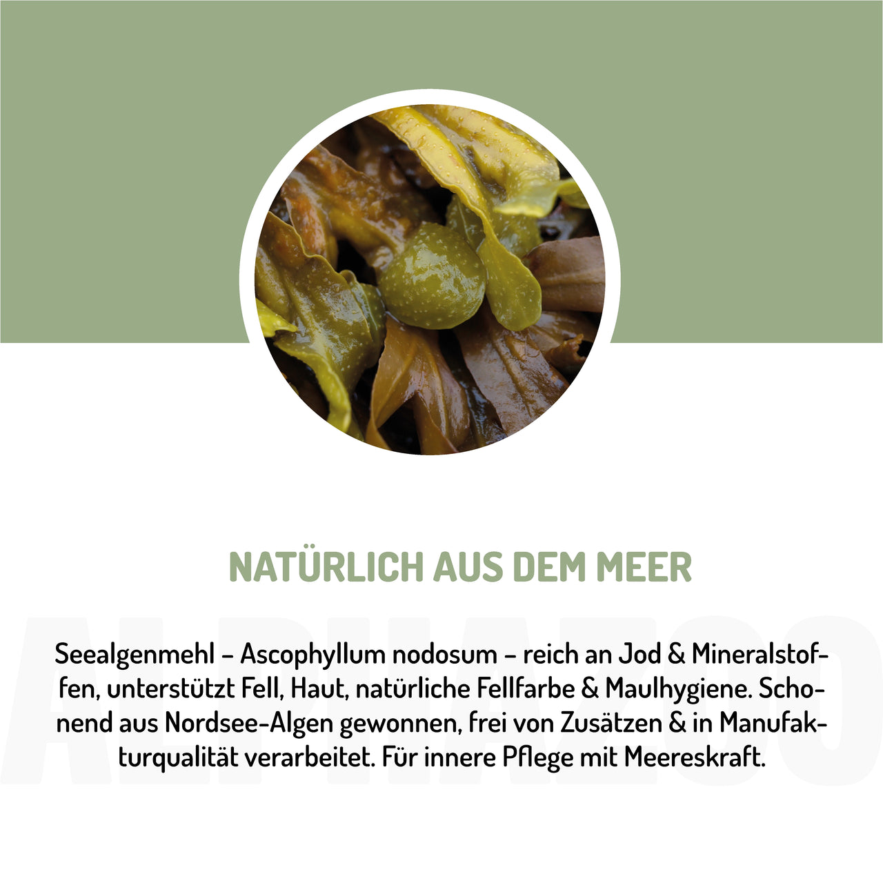 
                      Seaweed flour 250g for dogs & cats I Ascophyllum Nodosum seaweed
                      