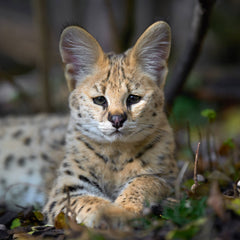 Serval