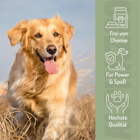 Joy of play tablets for dogs I joy of movement & agility tabs