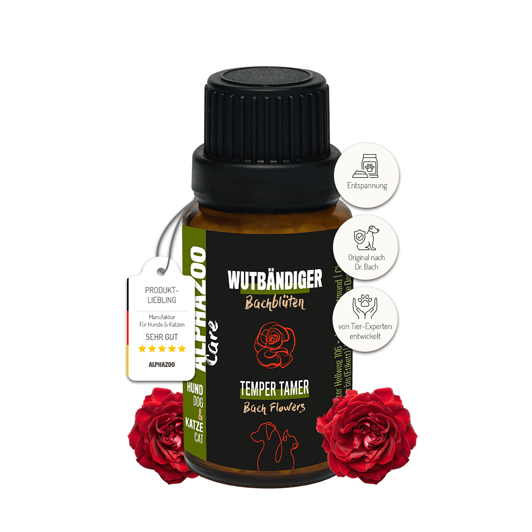 
                    Wutbändiger Bachblüten Wutbändiger Bachblüten Globuli. Sanfte Begleitung zur Unterstützung von Balance & innerer Ruhe.
                    