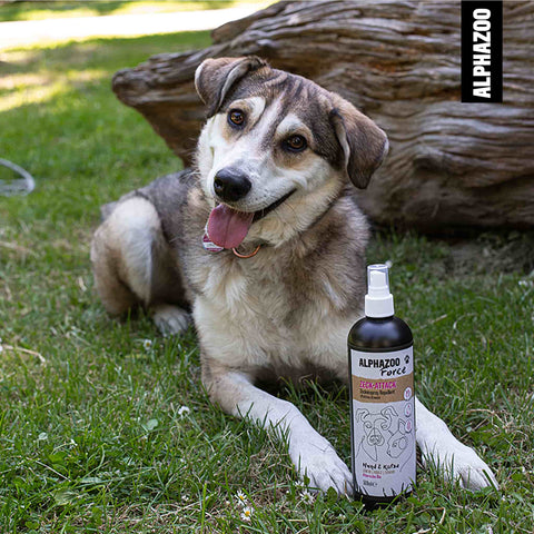 ZeckAttack tick spray for dogs I strong tick protection