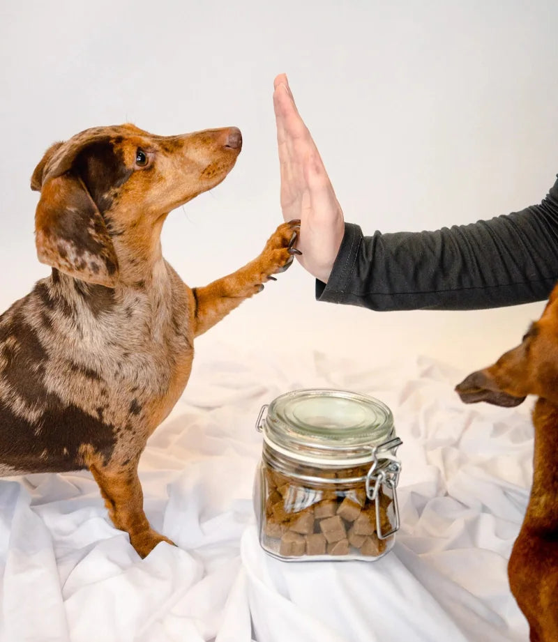 Ein Dackel gibt High Five neben einem Glas mit Leckerlis
